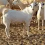 تيس ابرص وعنز برصا