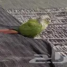 طير كنيور انناس