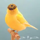 م ط ل و ب كناري ذكر