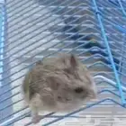 اربع هامسترز روس صغار في العمر للبيع