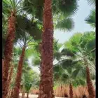 يوجد لدينا نخل واشنطني