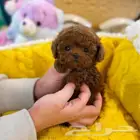 بودل تيكب. poodle teacup