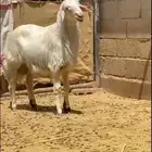 خروف اصفر عيد