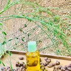 بذور المورينجا البان العربي صالحه للزراعه والعصر .