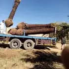 نخل مجدول وصقعي