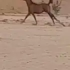 خيل الاسم اصيل شعبي