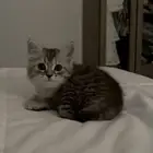 قطه عمرها ثلاث اشهر