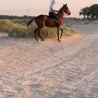 حصان انقليزي حصان حار مع الخيال وبارد مع المبتدي