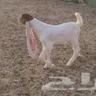 مشروع فحل حجازي هولندي فاخر