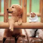 توصيل حيوانات اليفه الدمام الرياض القصيم حايل المدينه والعكس