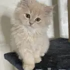 ابحث عن قطه تبني صغيره عمرها من 3 الى 4 شهور سكوتش