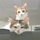 قطط للتبني