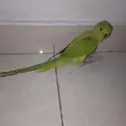 ببغاء دره أليف