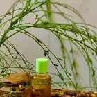 بذور البان العربي المورينجا نوفر كميات للمعاصر