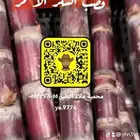 قصب سكر احمر شتلات وعقل