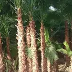 نخل واشنطني زينه