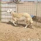 نعجه حايل شرط