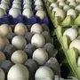 بيض بلدي طازج