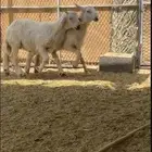 خروفين صفر فل كفو