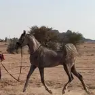 مهر شعبي شيخ