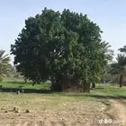 شجرة الجميز النادرة