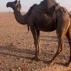 ناقه صفر لقحه عكشاء