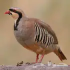 حجل للبيع