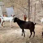 فحل جامع مشروط