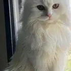 قط اليف وصحته نضيف وعمره سنه انثي