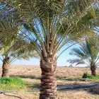 تركيب شبوك وزراعة النخيل