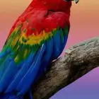 استقبل طيور للتبني