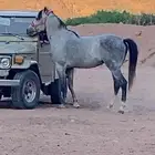 للبيع حصان شعبي كفوو يركبه الكبير وصغير