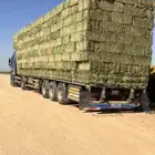 اعلاف برسيم صافي