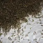 زريعة سمك بلطي