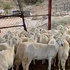 40من الضان كفووو صنف