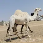 بكره باتليه كفووو لقحه