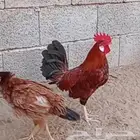 ديك بلدي فاخر