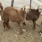 البيع طليان دقاسى