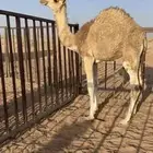 للبيع قعود