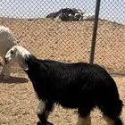 ذبايح طيبه