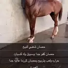 حصان شعبي سبوق
