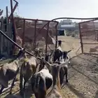معزا للبيع