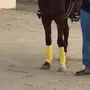حصان واهو بيشه