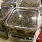 نعناع حائل الجبلي