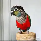 كنيور كريمسون انثى