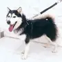 كلب هاسكي سيبيري بيور للبيع 