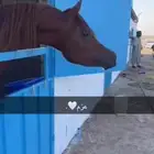 حصان واهو شيخ سليم شرط