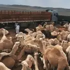 تريله لنقل الابل والغنم ويوجد فيها حواجز للغنم