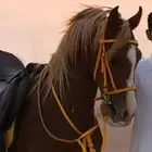 حصان شعبي ممتاز جدا