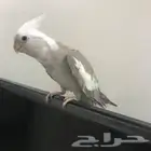 لتبني كروان كوكتيل أليف متكلم هدد تبني